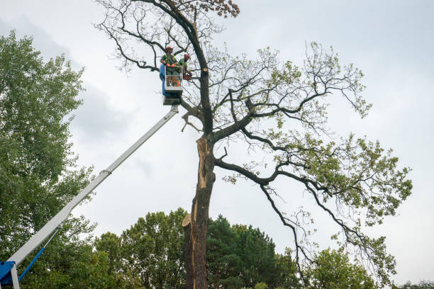Best Stump Grinding and Removal  in Montalvin Manor, CA