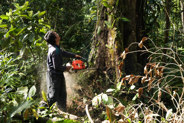 Best Storm Damage Tree Cleanup  in Montalvin Manor, CA