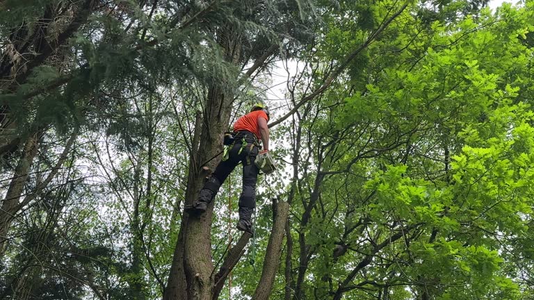 Best Fruit Tree Pruning  in Montalvin Manor, CA