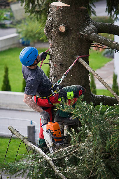 Best Tree Disease Treatment  in Montalvin Manor, CA