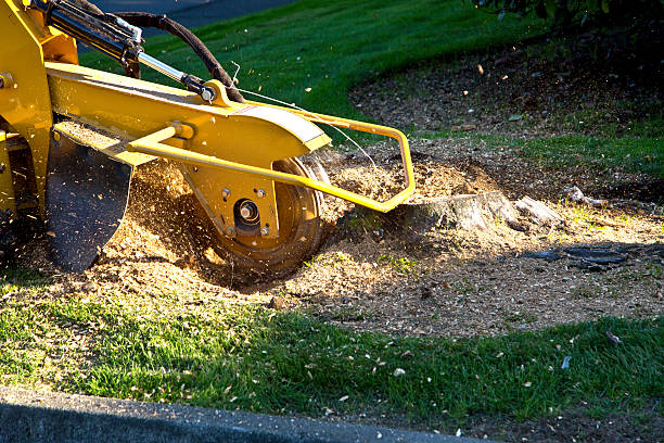 Best Tree Preservation Services  in Montalvin Manor, CA