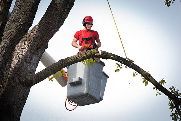 Best Hazardous Tree Removal  in Montalvin Manor, CA